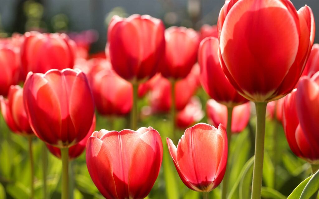 Red tulips are shown, symbolizing spring, allergies, and the question of is your HVAC system making allergies worse?