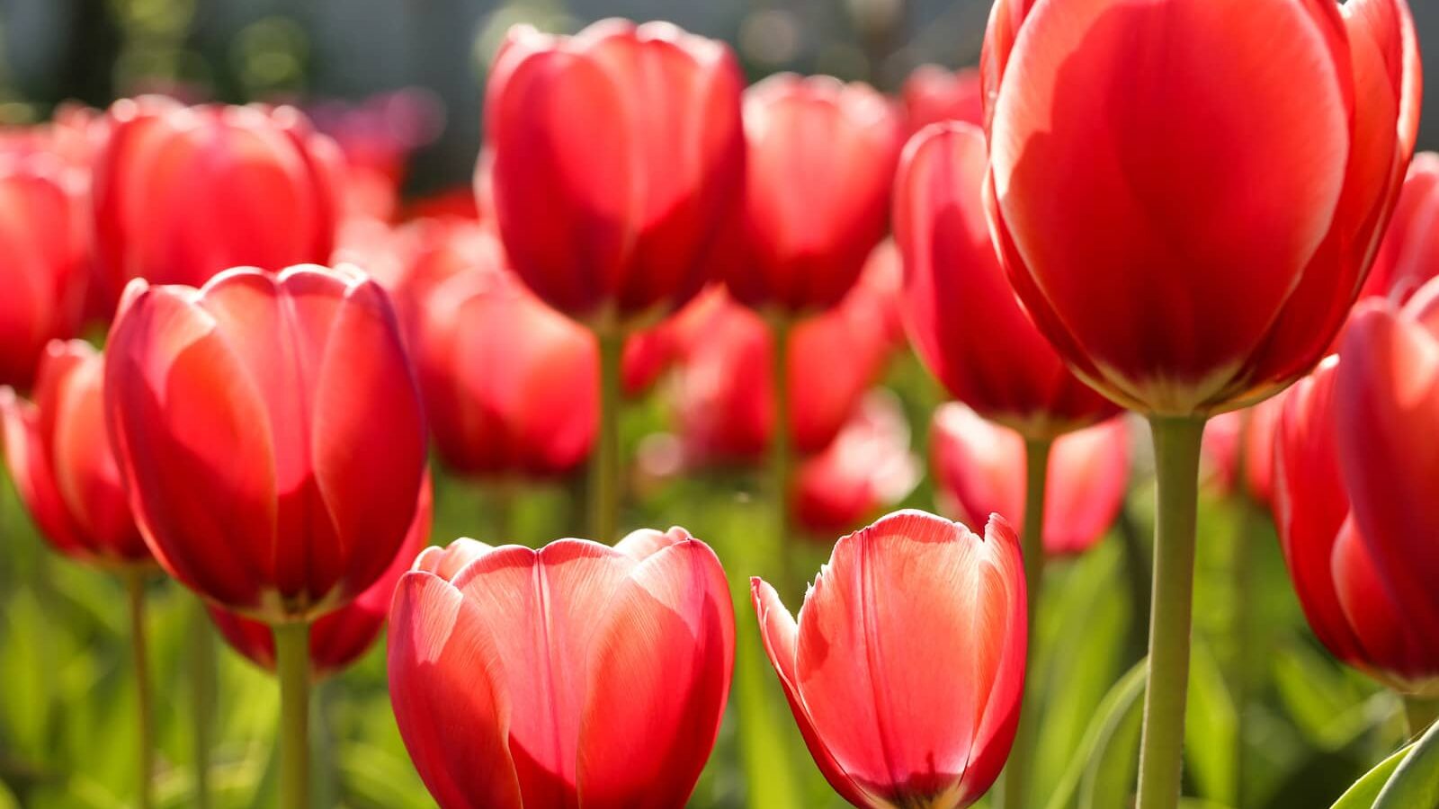 Tulips symbolize spring and prompt us to review home maintenance tips