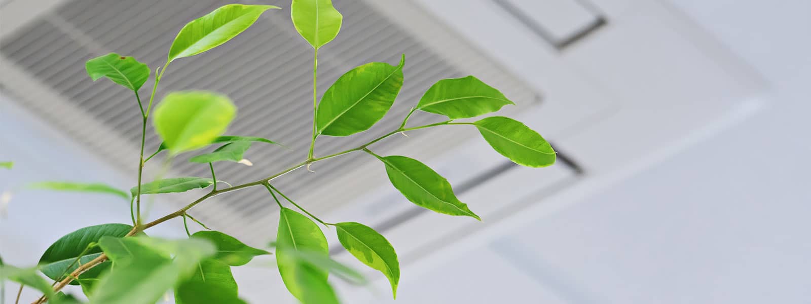 Plant in foreground of AC unit in office ceiling